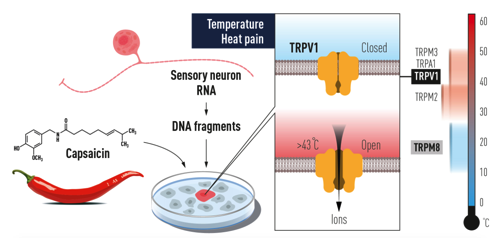 Estímulo con capsaicina.png