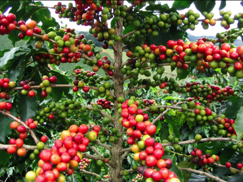 Árbol de café.png